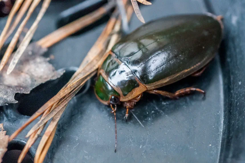 Great Diving Beetle