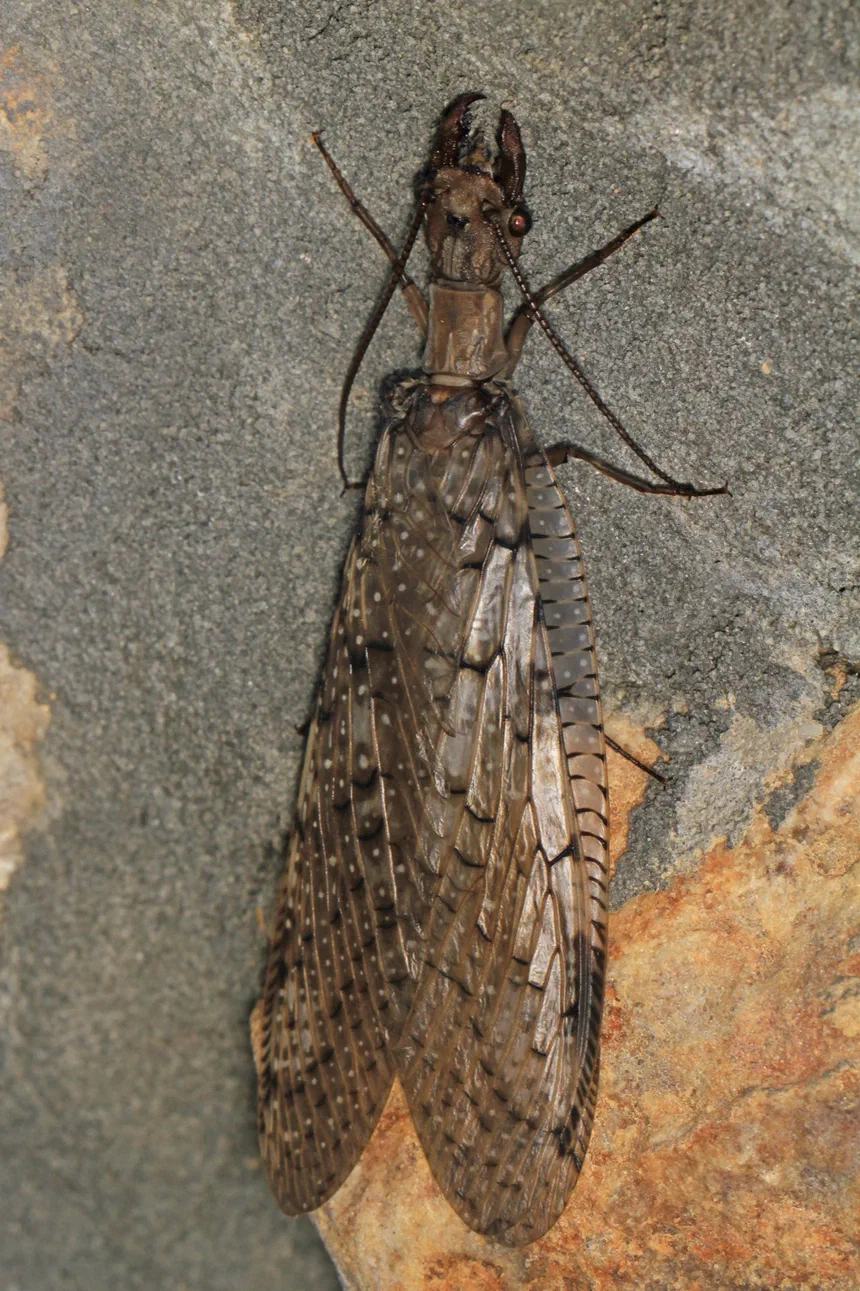 Dobsonfly