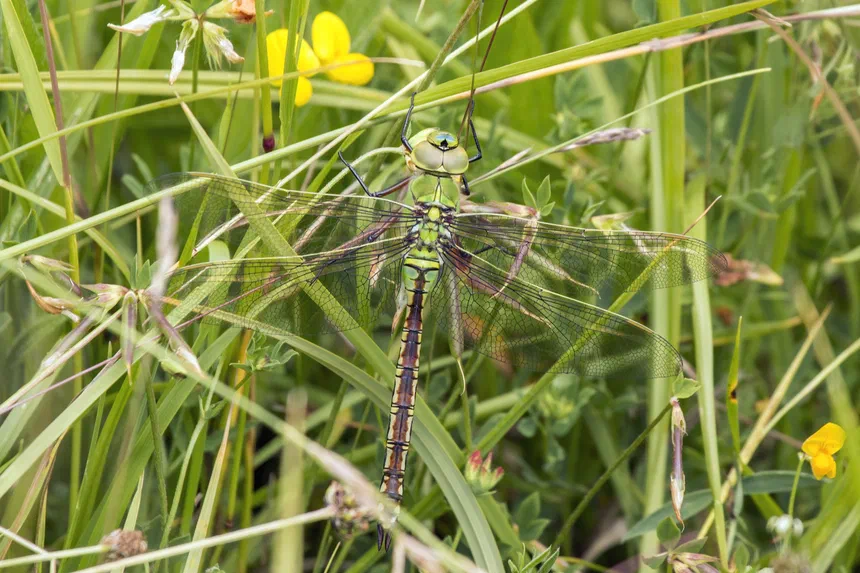 Dragonfly