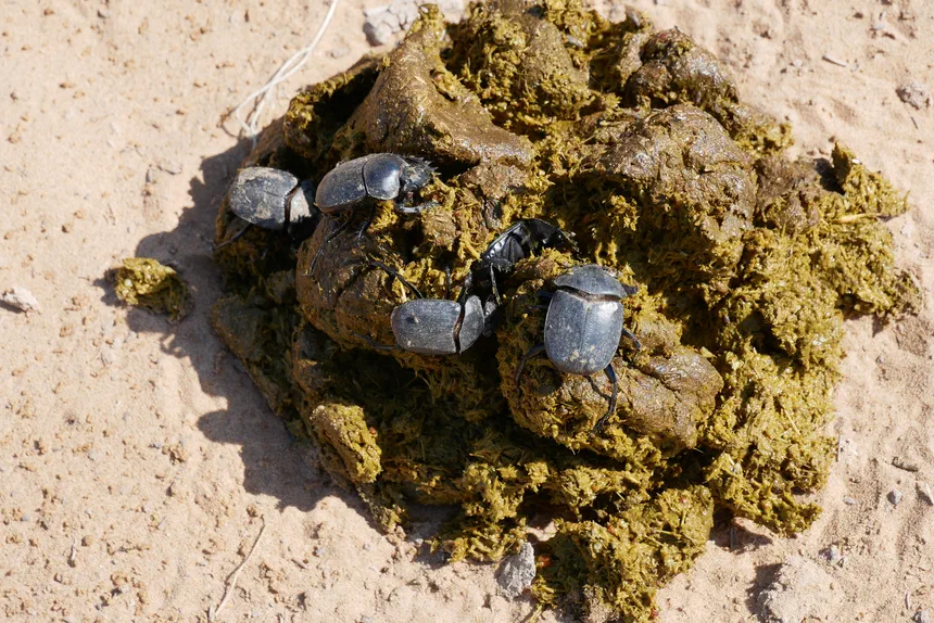 Dung Beetle
