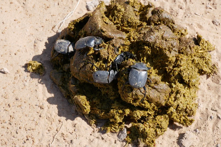 Dung Beetle