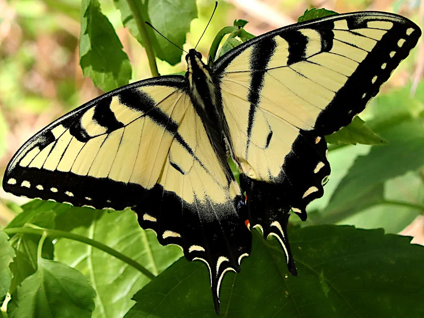Eastern Tiger Swallowtail