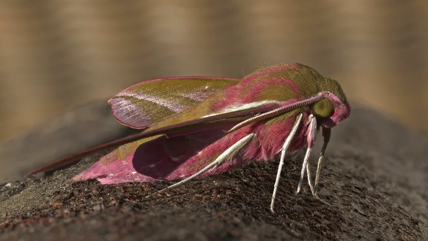 Elephant Hawk-Moth