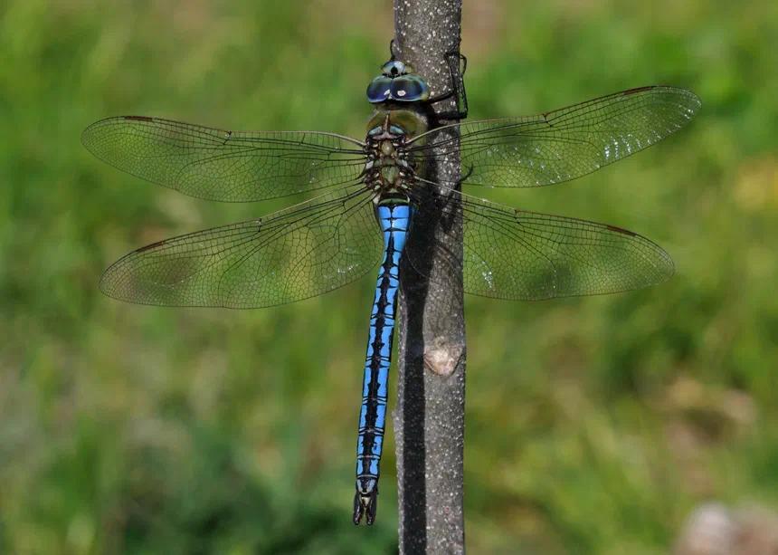 Emperor Dragonfly
