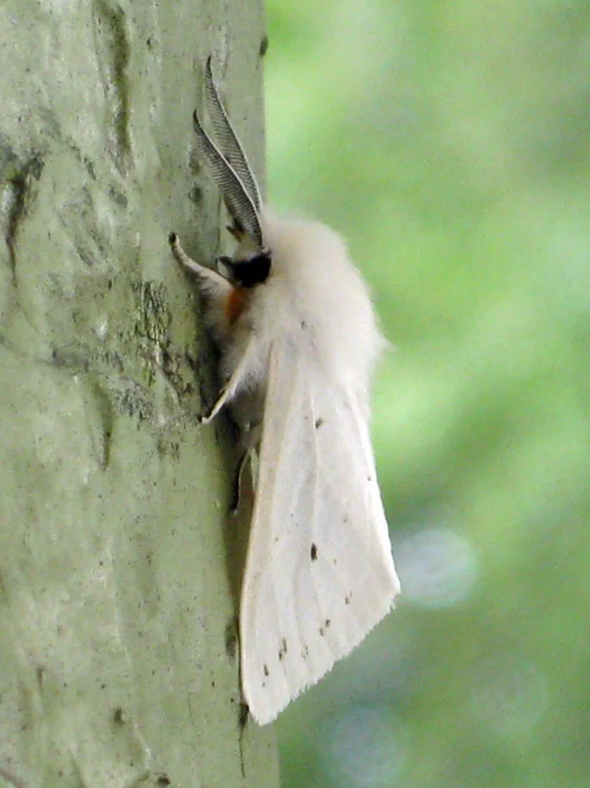 Fall Webworm