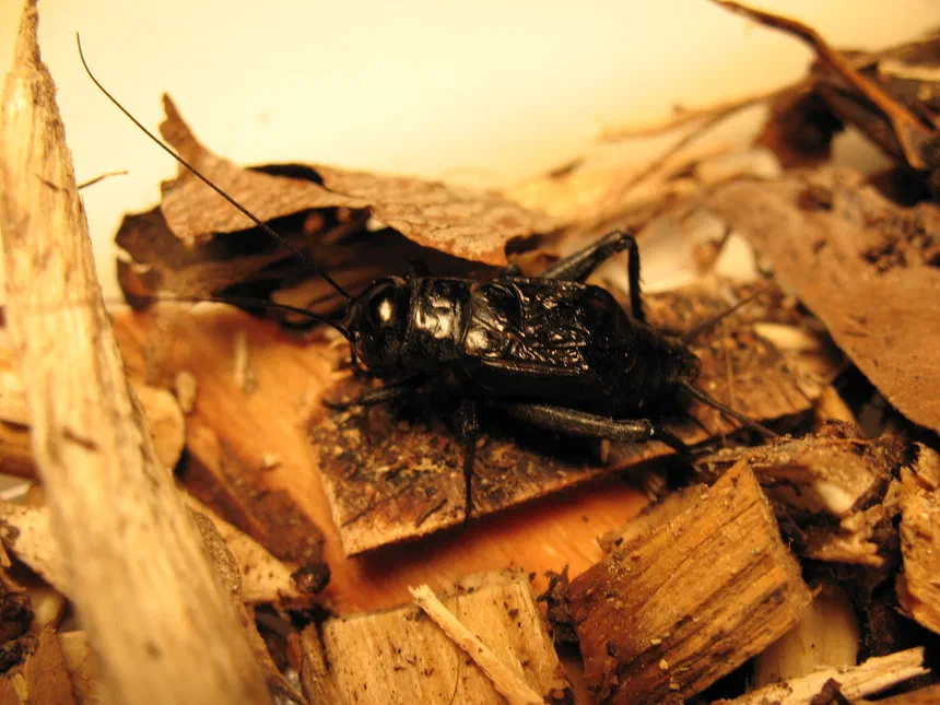 Field Cricket