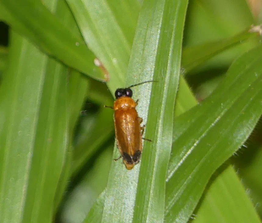 Firefly