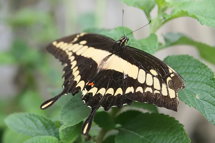 Giant Swallowtail