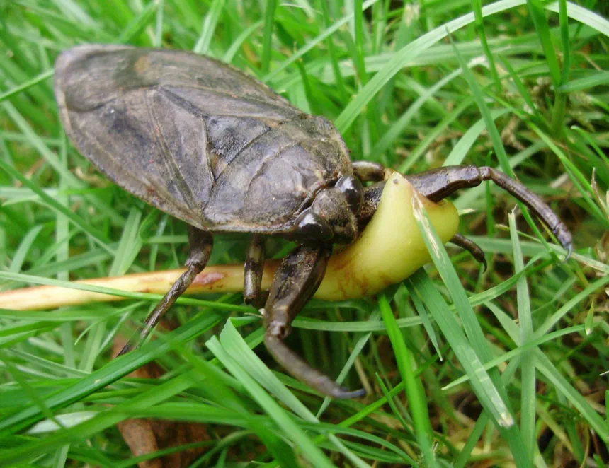 Giant Water Bug
