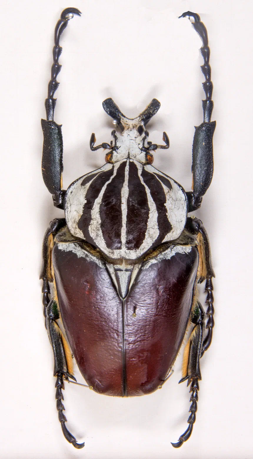 Goliath Beetle
