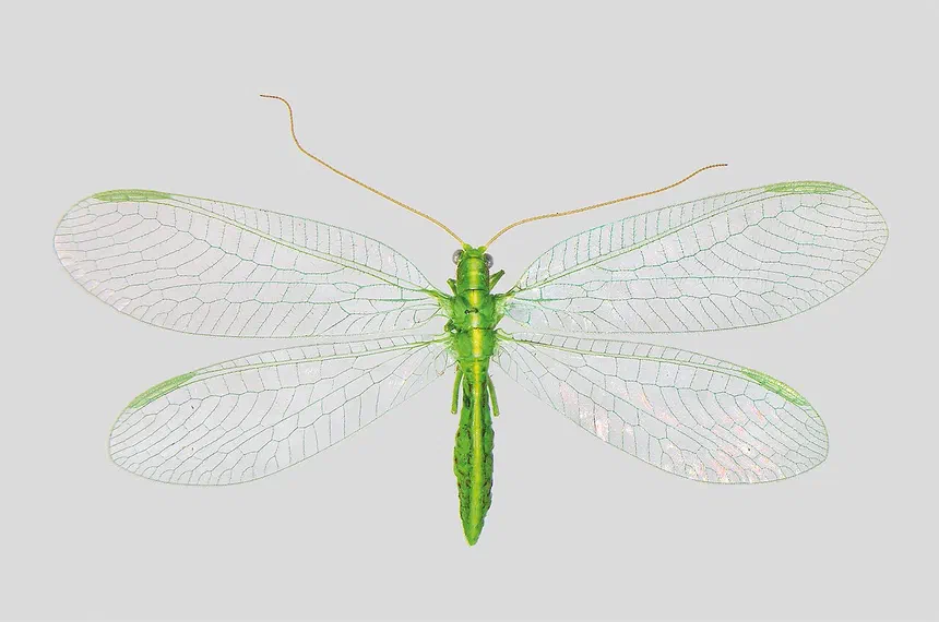 Green Lacewing