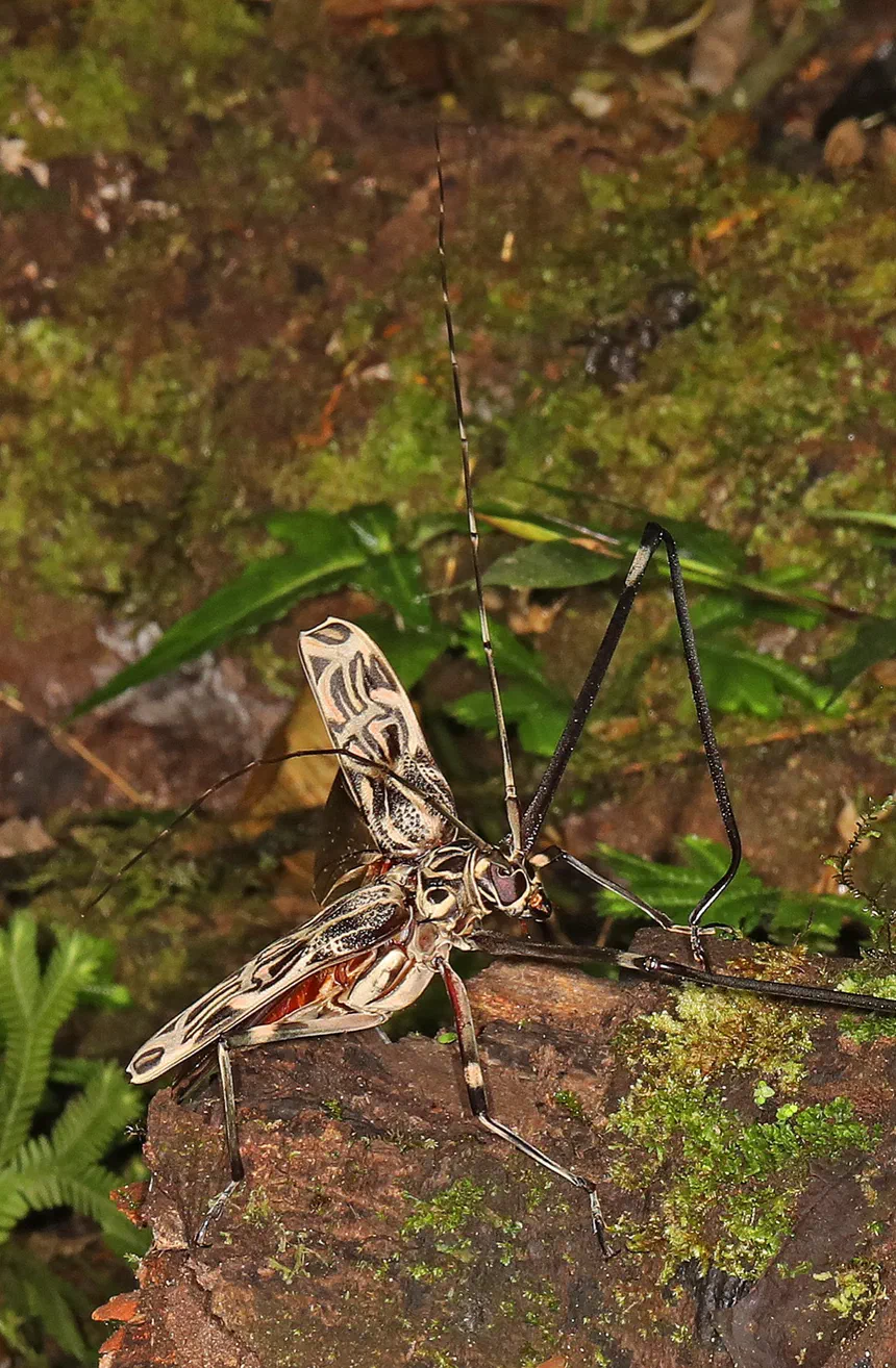 Harlequin Beetle