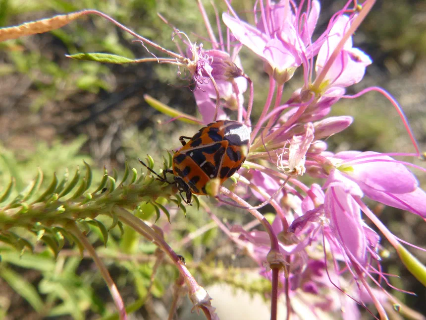 Harlequin Bug