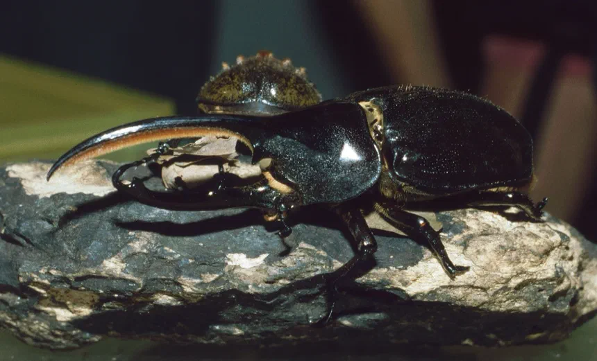 Hercules Beetle