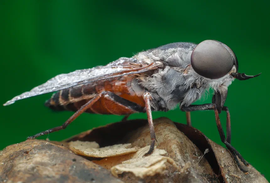 Horsefly