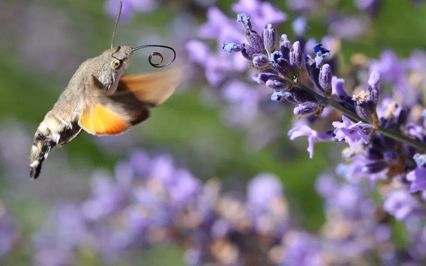 Hummingbird Hawk-Moth