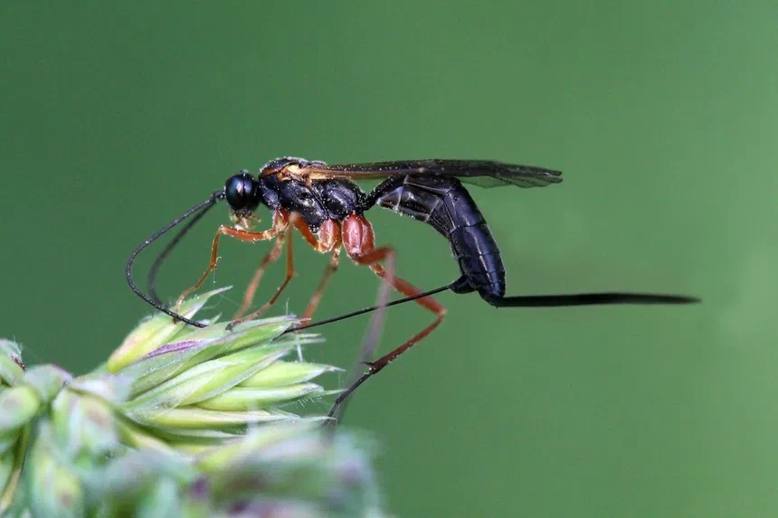 Ichneumon Wasp