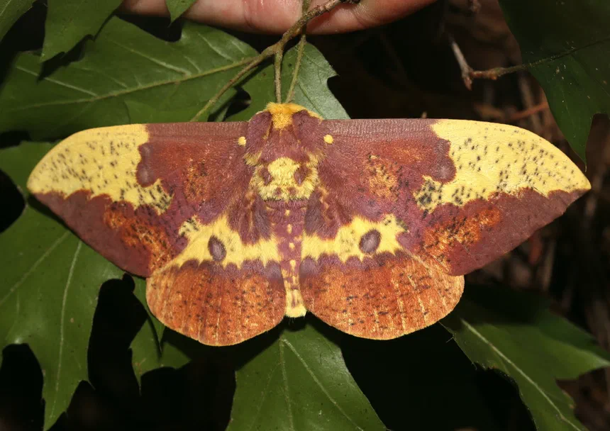 Imperial Moth