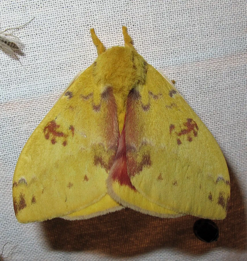 Io Moth