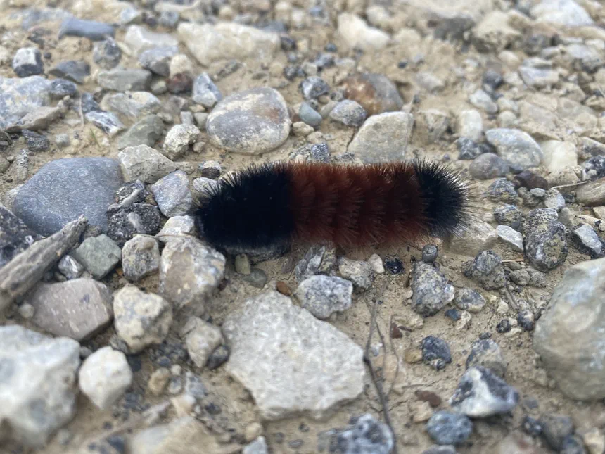 Isabella Tiger Moth