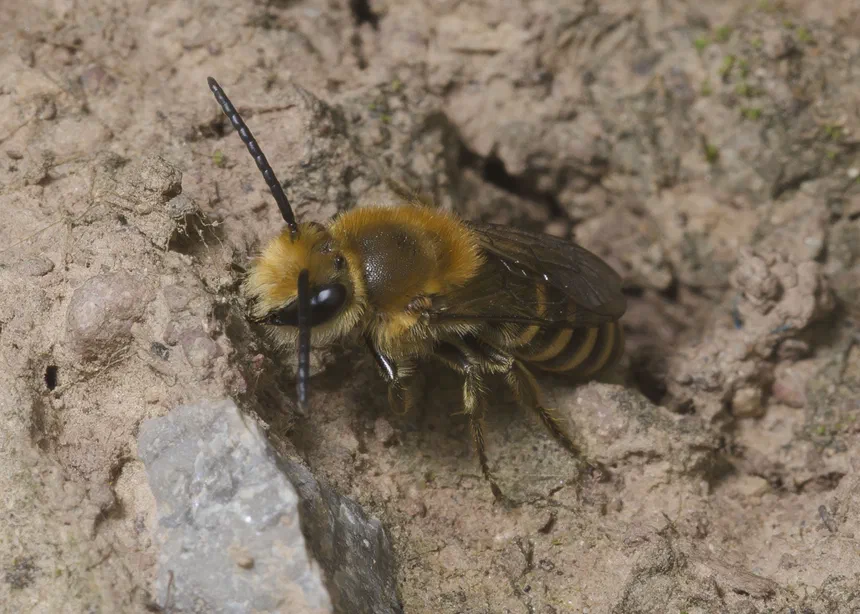 Ivy Bee