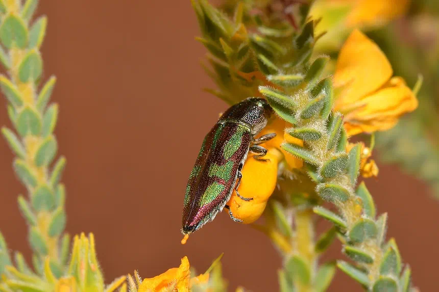 Jewel Beetle