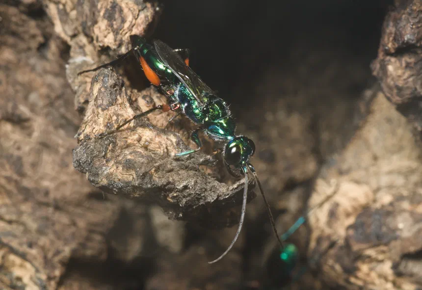 Jewel Wasp