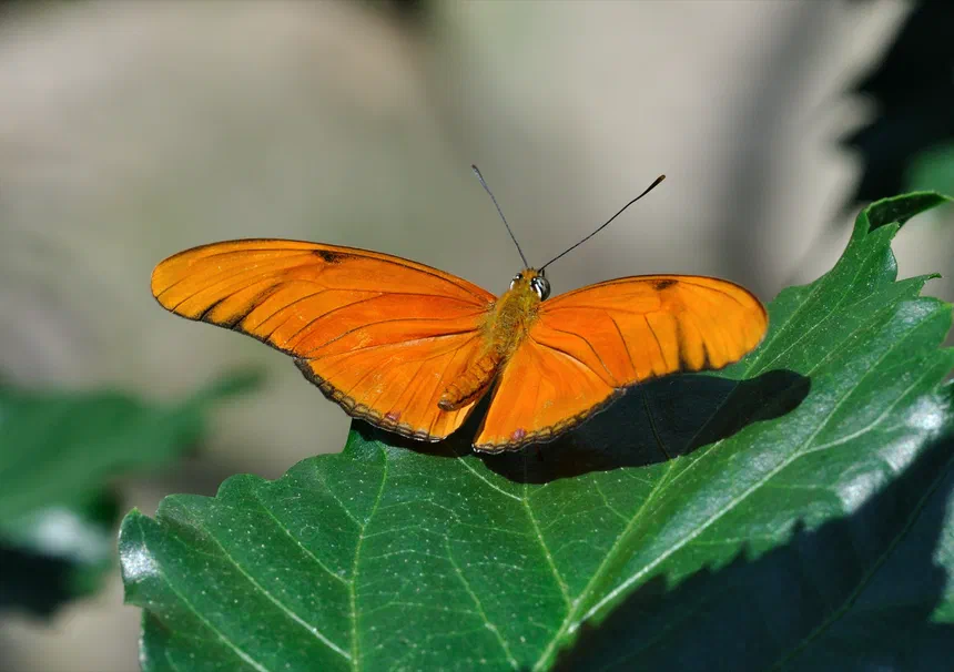 Julia Butterfly
