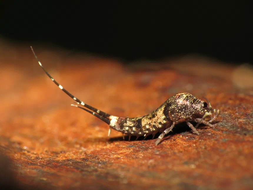 Jumping Bristletail