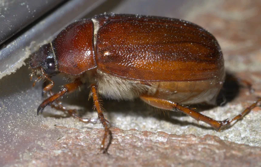 June Beetle