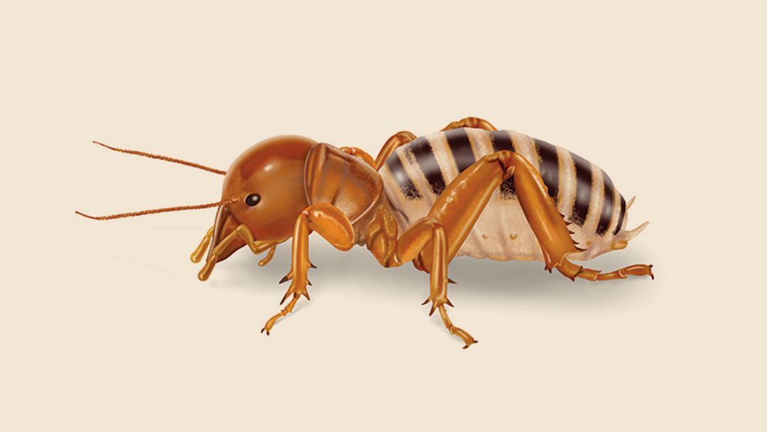 Jerusalem Cricket Facts & Information