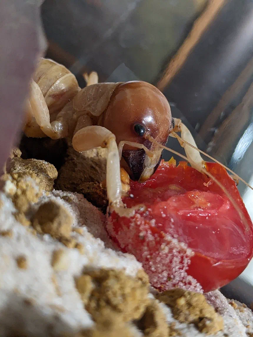 Jerusalem Cricket Facts & Information