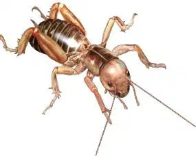 Jerusalem Cricket Sounds