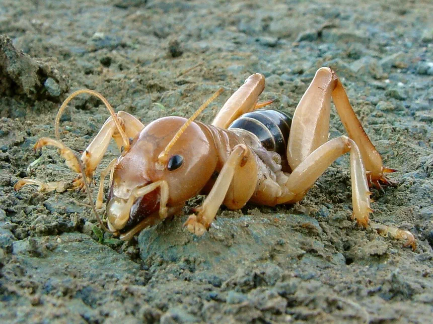 Jerusalem Cricket Sounds