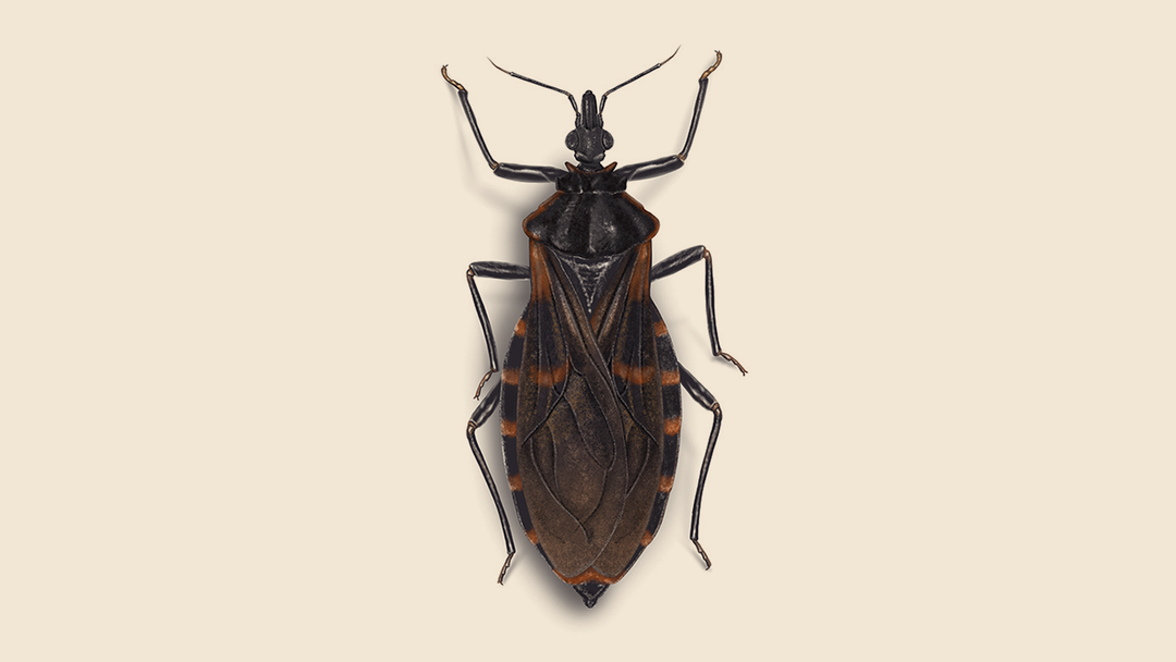 Kissing Bug Facts & Information