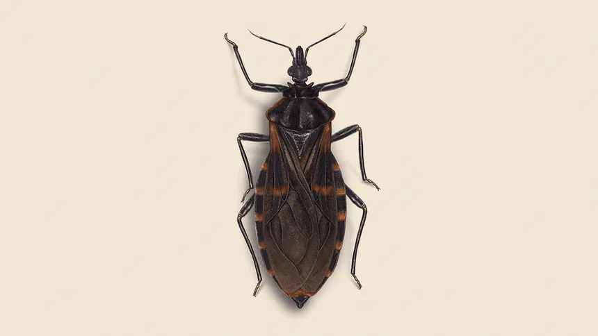 Kissing Bug Facts & Information