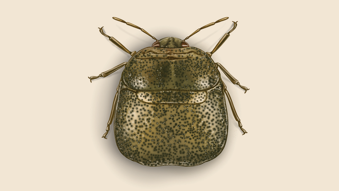 Kudzu Bug Facts & Information