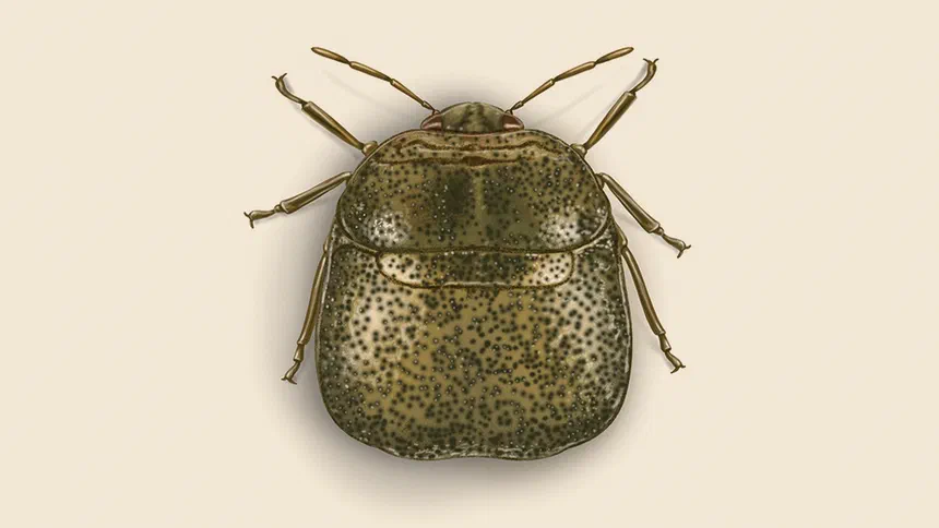 Kudzu Bug Facts & Information
