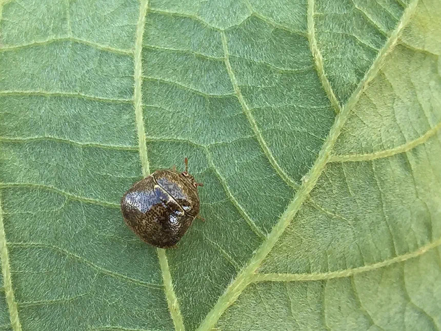 Kudzu Bug Facts & Information