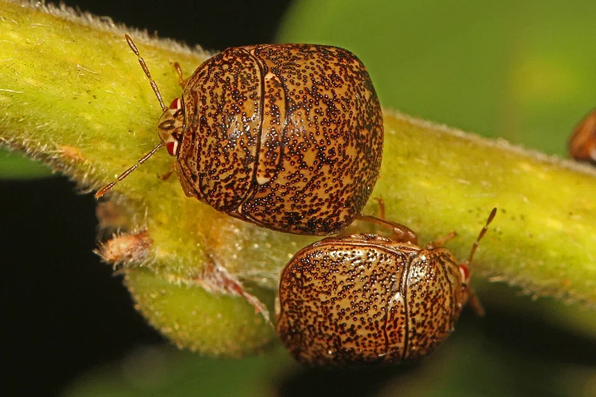 Kudzu Bug Life Cycle