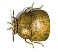 Kudzu Bug Life Cycle