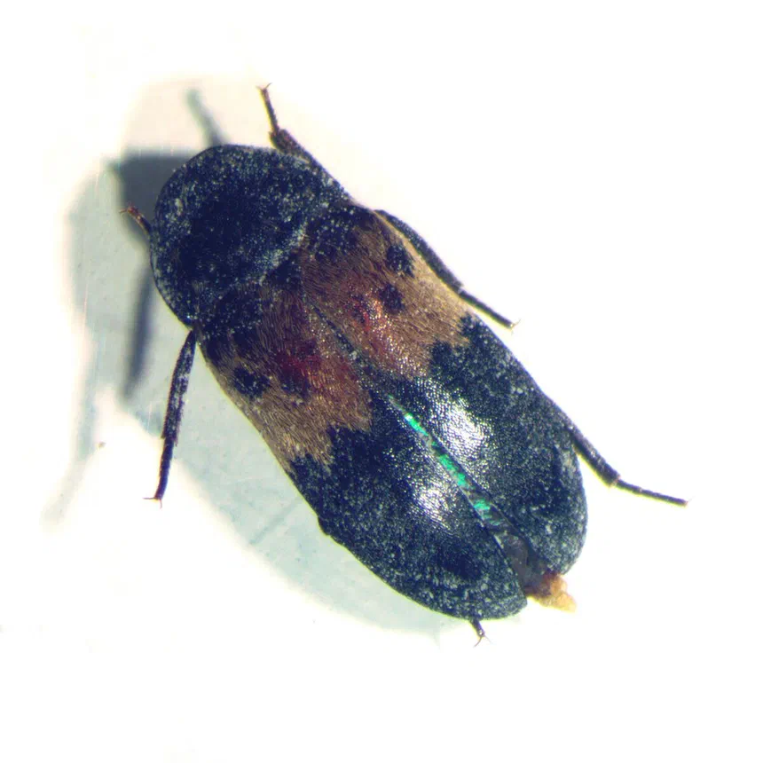 Larder Beetles