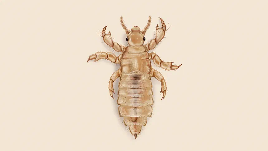 Lice