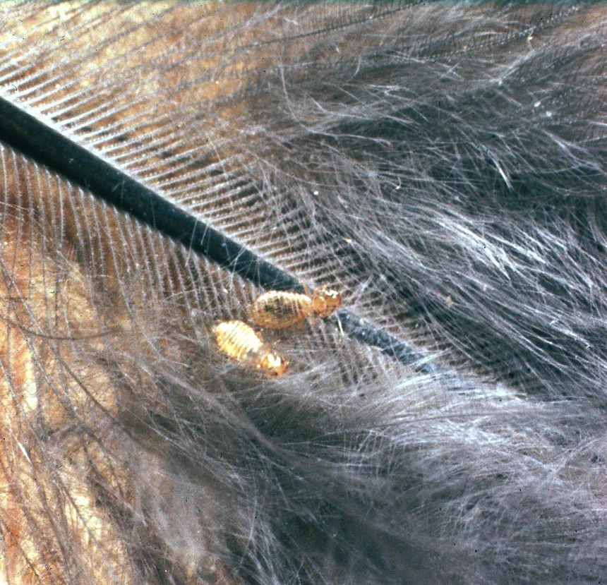 Bird Lice Facts & Information