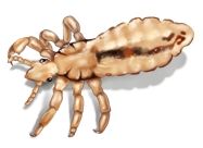 Can You See Lice?