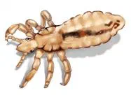 How Long Can Lice Live?