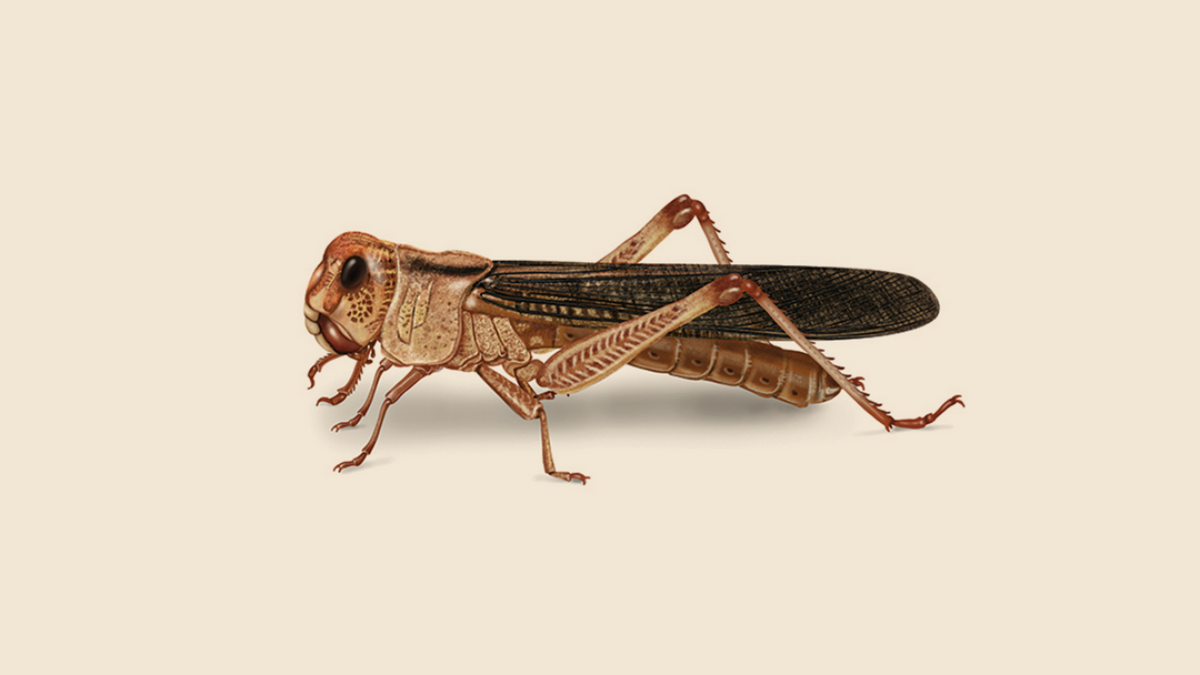 Locust Facts & Information