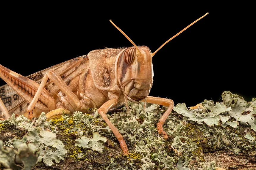 Locust Facts & Information