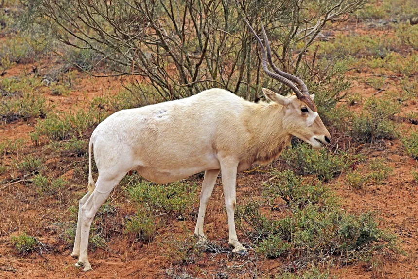 Addax