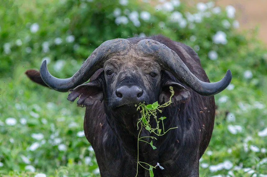 African Buffalo